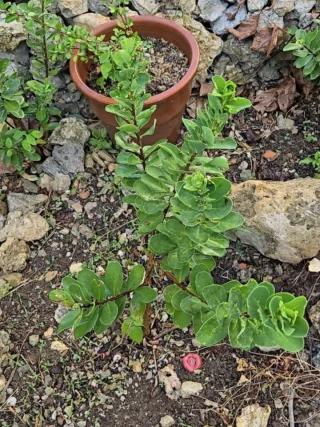 元気に育っていた青雁皮が一部枯れてきた(((^^;)
ムシコブができたり虫には強いほうなのに虫食いも見られる😰
梅雨の悪天候続きと2度の台風の影響かな！？
岩礁地帯に生える丈夫な木なので多少過酷な環境でも元気に育つのできっと回復するでしょう👍️
月桃は相変わらず元気そのものです。

#青雁皮
#月桃
#上質な和紙
#岩礁地帯に育つ
#Washi クラフト館